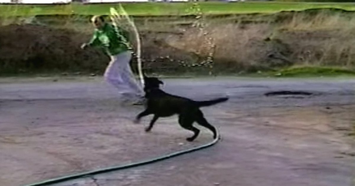 Dog With Hose Realizes He Has All The Power Now The Dodo