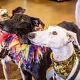 Imperiled Spanish Galgos Find Hope in the U.S.