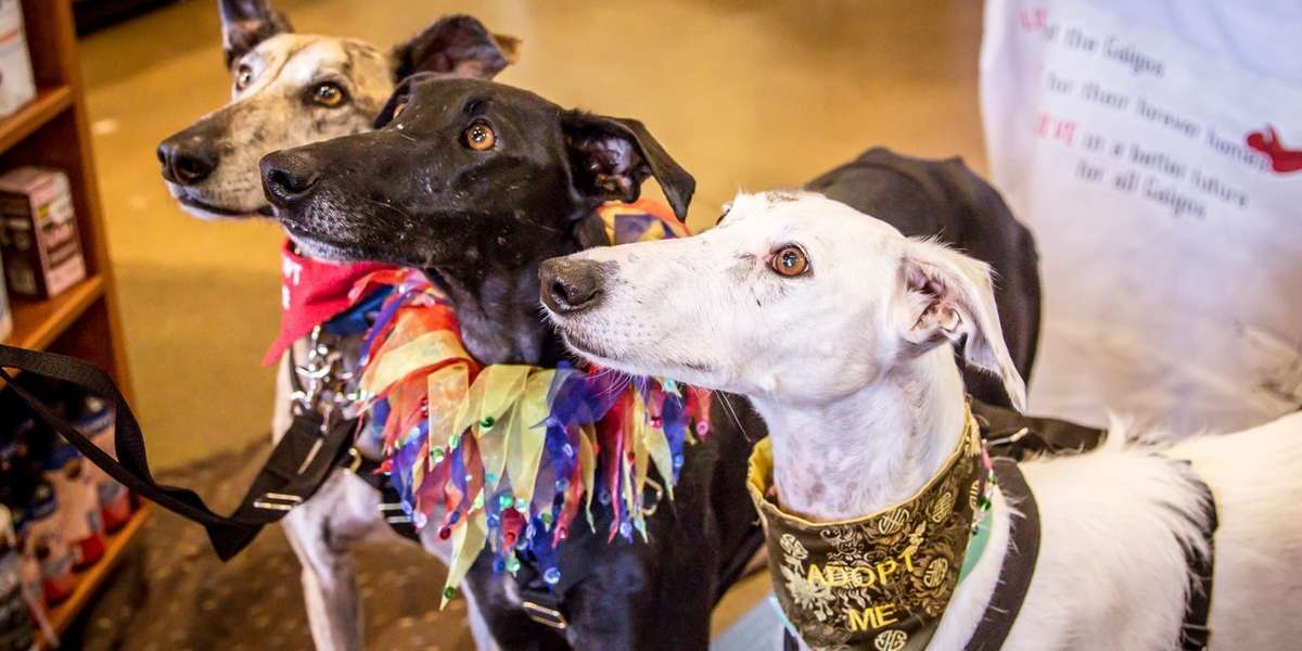 how many puppies can galgo espanol give birth to