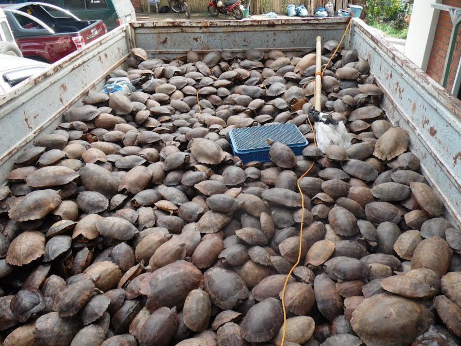 Entire SPECIES Found Piled In Shipping Crate - The Dodo