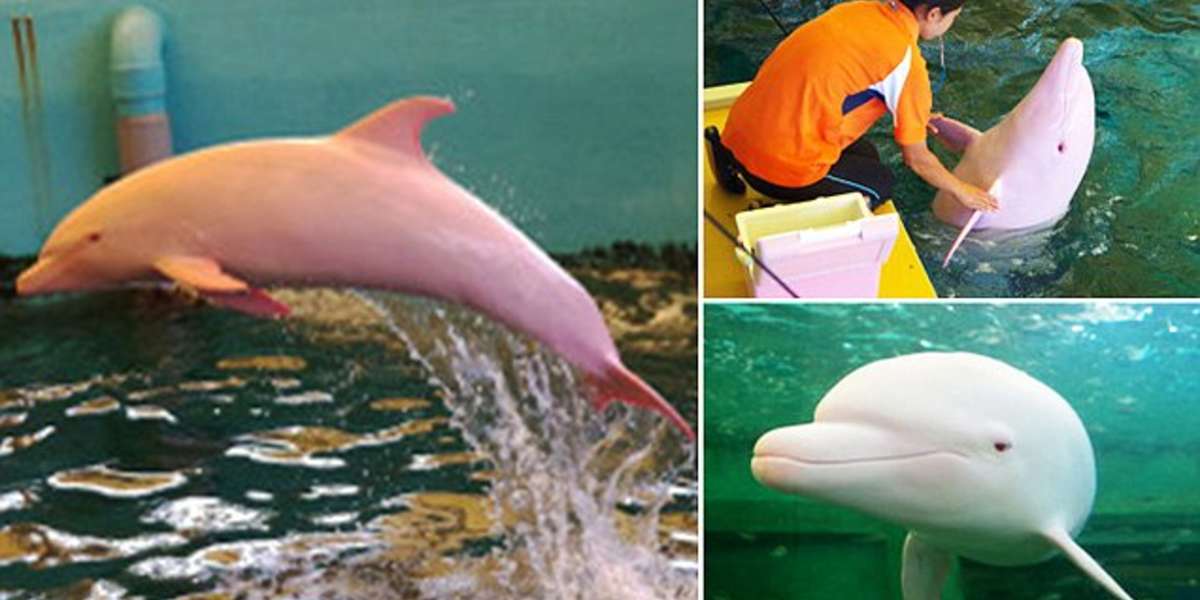 The rare Japanese dolphin that turns pink when it's angry or