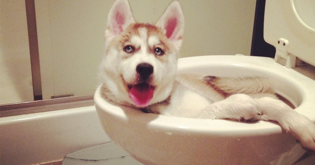 Weird Things People Do That Dogs DO NOT GET The Dodo