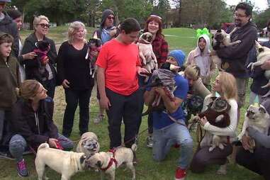 boy with autism has a pug party