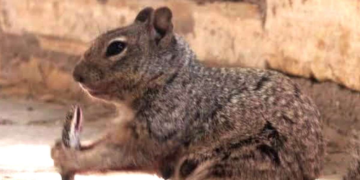 World's Most Badass Squirrel Takes On Snake - The Dodo