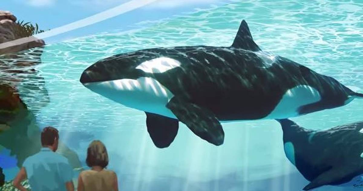 SeaWorld's Latest Promise To Its Orcas Is 'A Joke' - The Dodo