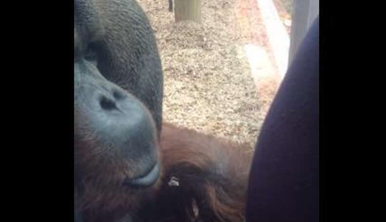 Orangutan Kisses Pregnant Womans Belly In Bittersweet Moment The Dodo 
