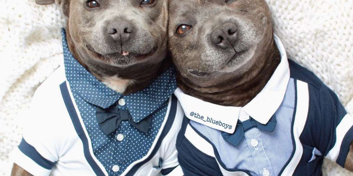 Adorable Pit Bull Brothers Will Instantly Make Your Day Better.