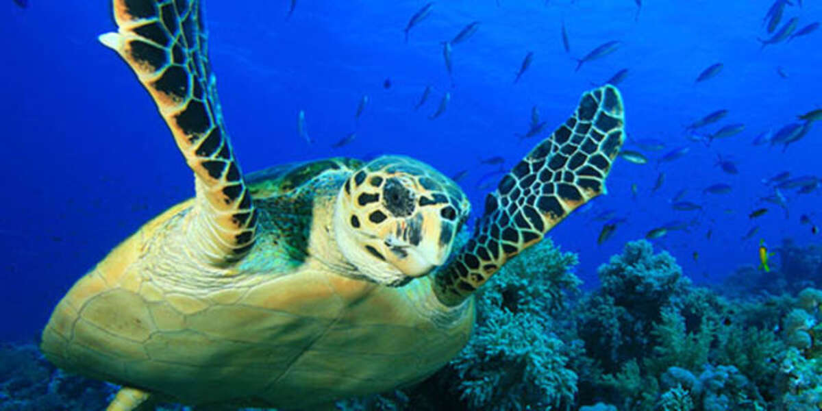 Petition: Dugongs and Sea Turtles are still being slaughtered in ...