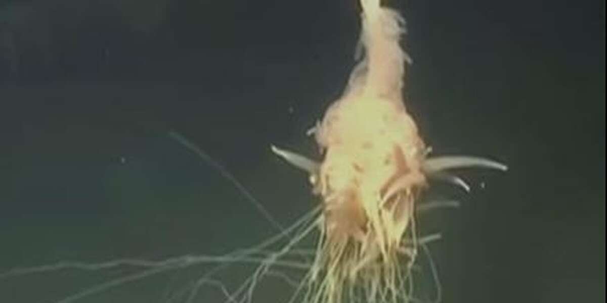 'Flying Spaghetti Monster' Stuns Crew Who Discovered Him - The Dodo