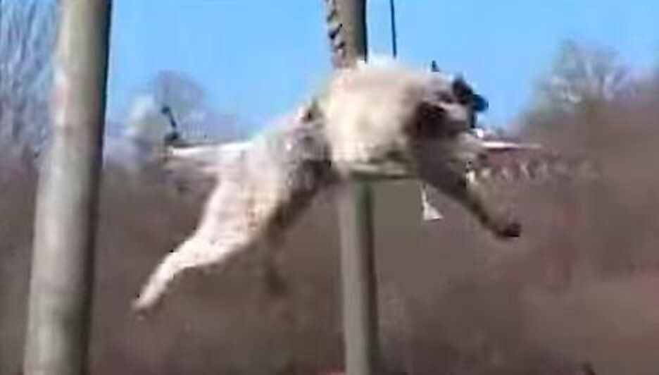 Bizarre Dog Spinning Ritual Is, Sadly, Exactly What It Sounds Like