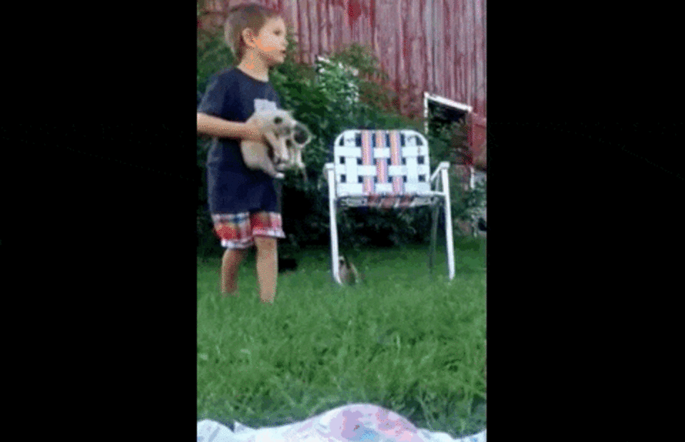Squirmy Kittens Put 3YearOld Boy In A 'Cat Situation' The Dodo