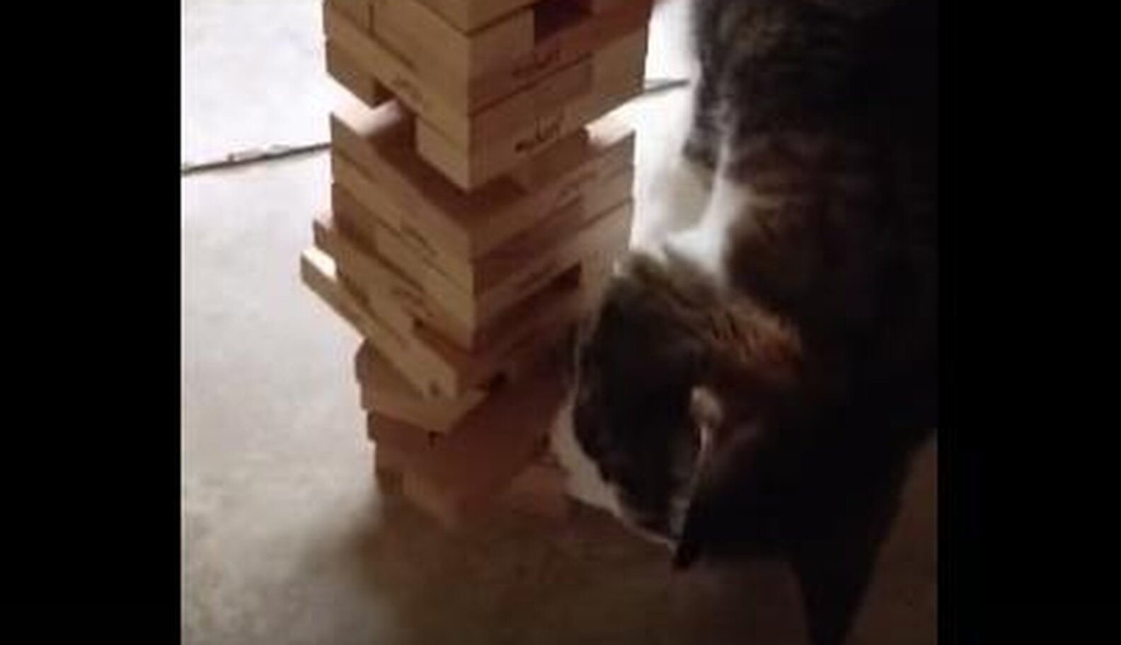 Cat Schools Human In Jenga Because Cats Are Good At Everything The Dodo