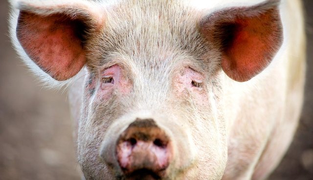 Pigs Tied To Table, Shot With Handguns In Appalling Experiment