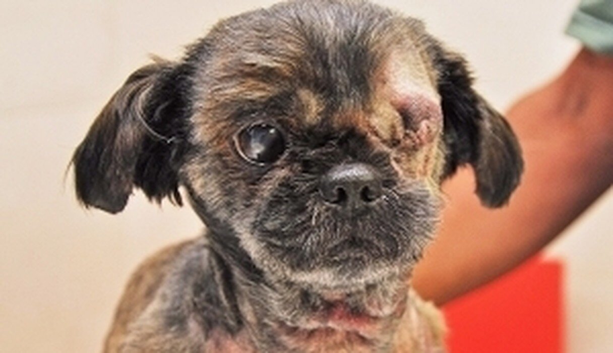 Dogs Eyeballs Are Actually Popping Out Of Their Heads The Dodo