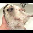 Cute And Funny Hedgehog Videos Compilation 2014 [NEW]