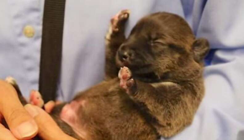 Heartwarming Timelapse Shows Abandoned Puppies Growing Up - The Dodo