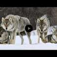 They Didn't Expect A Pack Of Wolves To Do THIS. What Happens Shocked Everyone.