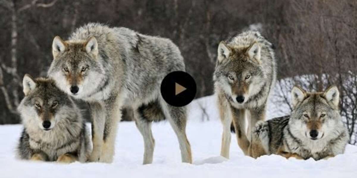 How E Wolves Take Over When You Least Expect It