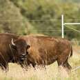 Rare Bison Get First Taste Of Freedom After Nearly Being Hunted To Extinction