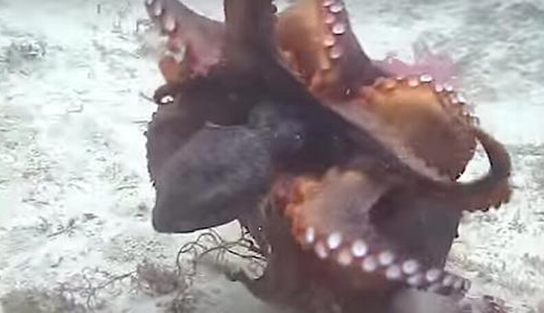 Fascinating Footage Shows What Happens When Octopuses Get Pissed Off ...