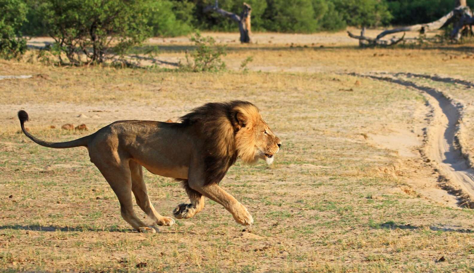 Walter Palmer Will Not Be Charged For Cecil's Death The Dodo