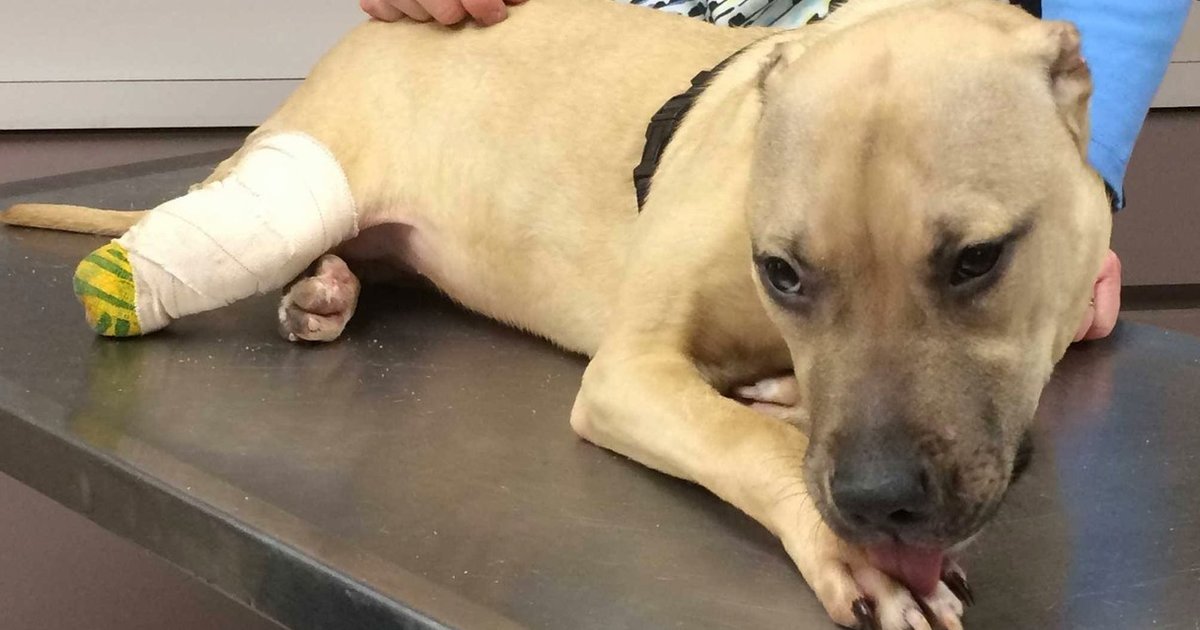 Man To Serve No Time After Cutting Off Puppy's Ears, Leg - The Dodo