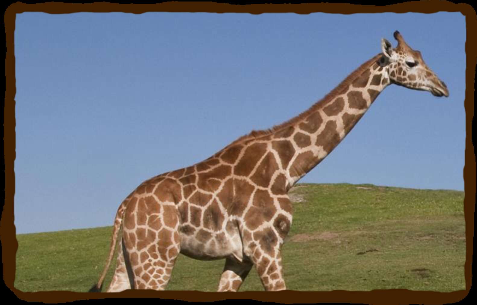 Какой тип развития характерен для сетчатого жирафа. Giraffatitan brancai. Короткошеий Жираф. Древний Жираф. Самый большой Жираф.