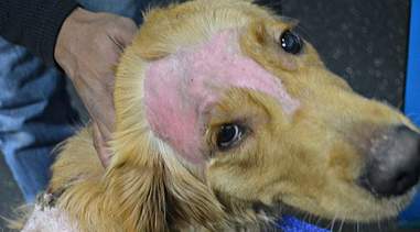 Dog's Burns Will Heal, But His Broken Heart May Never Recover - The Dodo