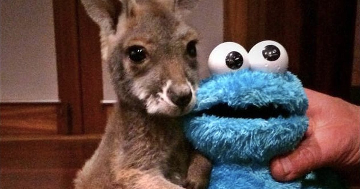 Sleepy Kangaroo Baby Has A Special Bedtime Ritual The Dodo