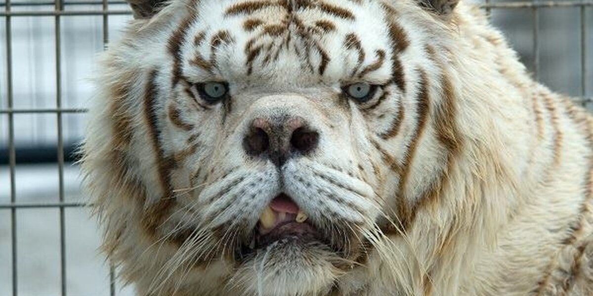 white tiger eyes gif