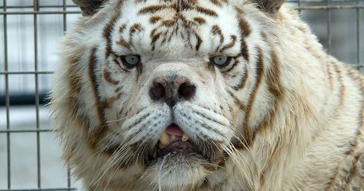 what colour eyes do tigers have