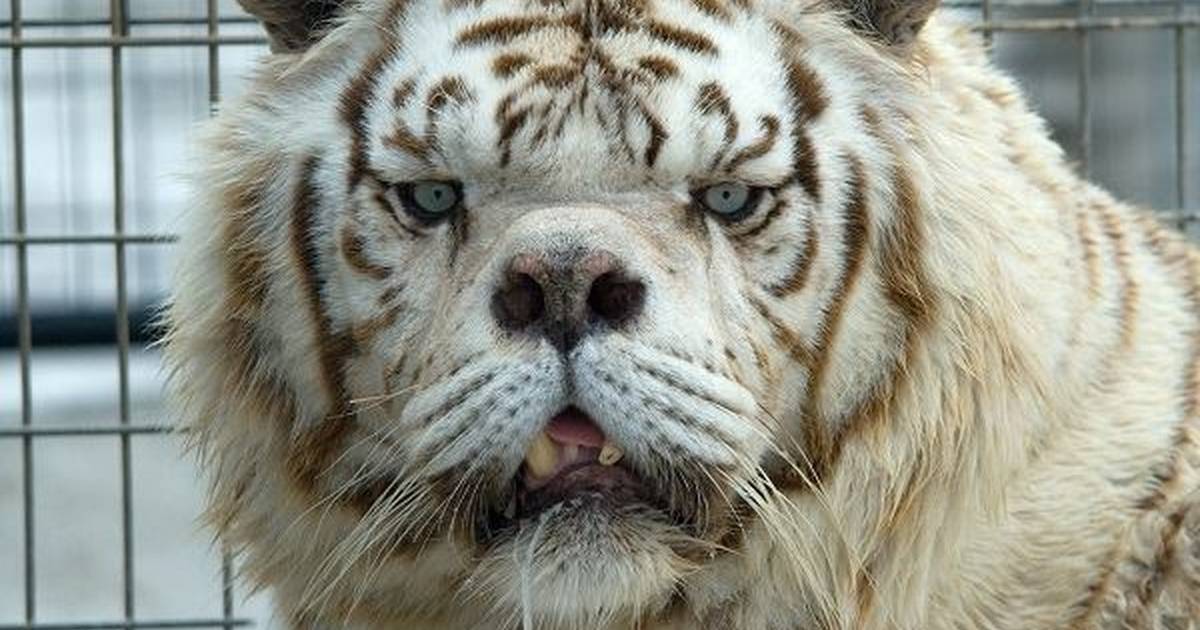 white tiger photos