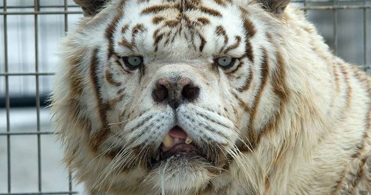 This Is Why No One Should Ever Breed White Tigers - The Dodo