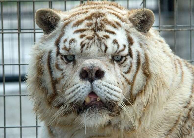 Black tiger cub does its best to terrify but it's too cute for