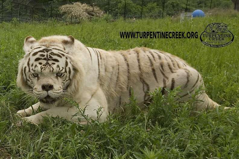 This Is Why No One Should Ever Breed White Tigers - The Dodo