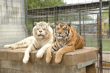 This Is Why No One Should Ever Breed White Tigers The Dodo