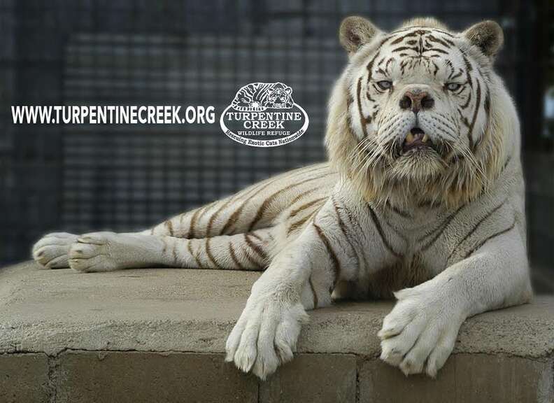 White Tiger Inbreeding - Animal Ethics RI