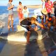 Shark Injured by Rope Cooperates With Brave Rescuers and Shows Appreciation After
