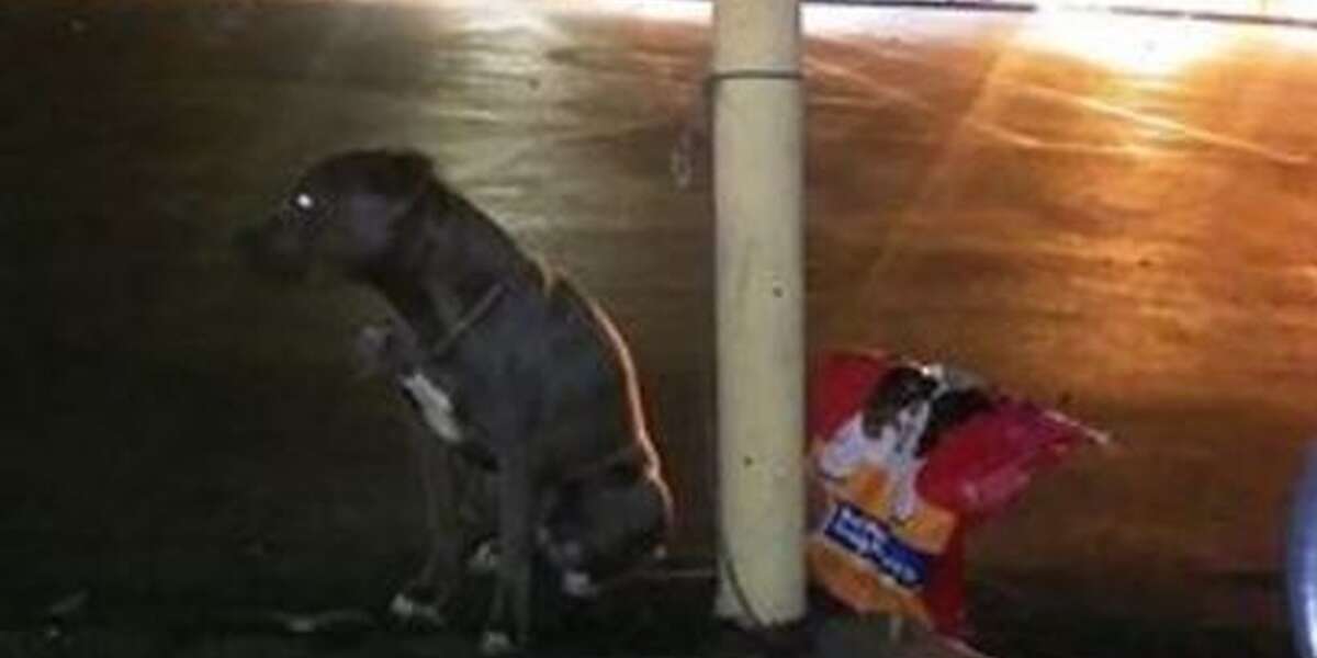Dog Abandoned In Parking Lot Spotted Loving Life - The Dodo