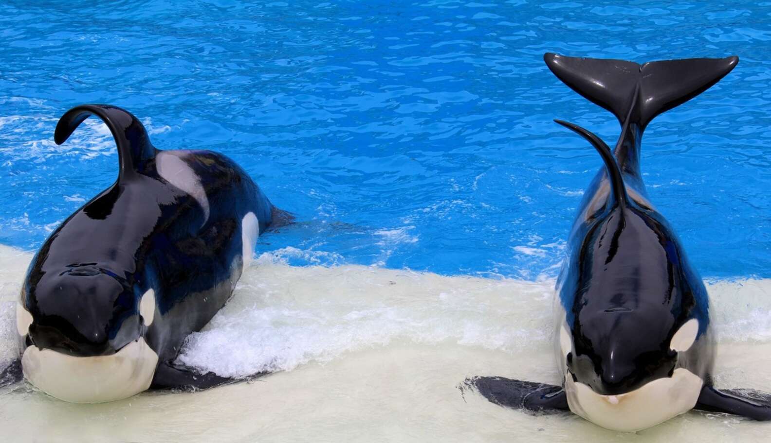 SeaWorld Begins Fight To Overturn Orca Breeding Ban - The Dodo