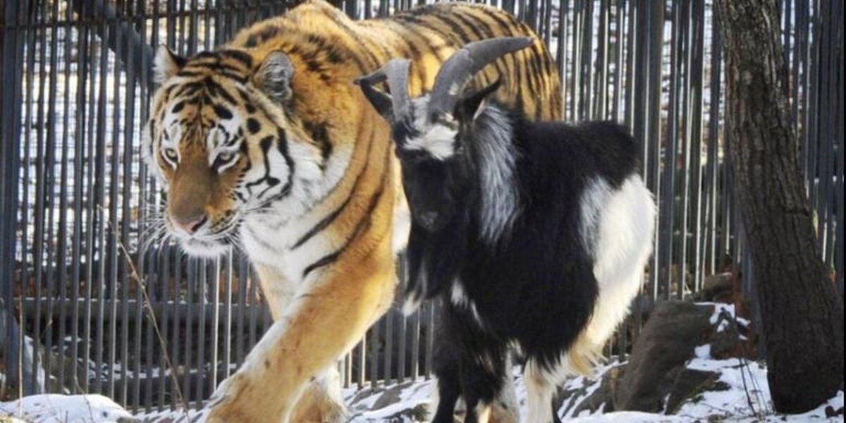 Goat Given To Tiger As Food Months Ago Is STILL His Friend - The Dodo