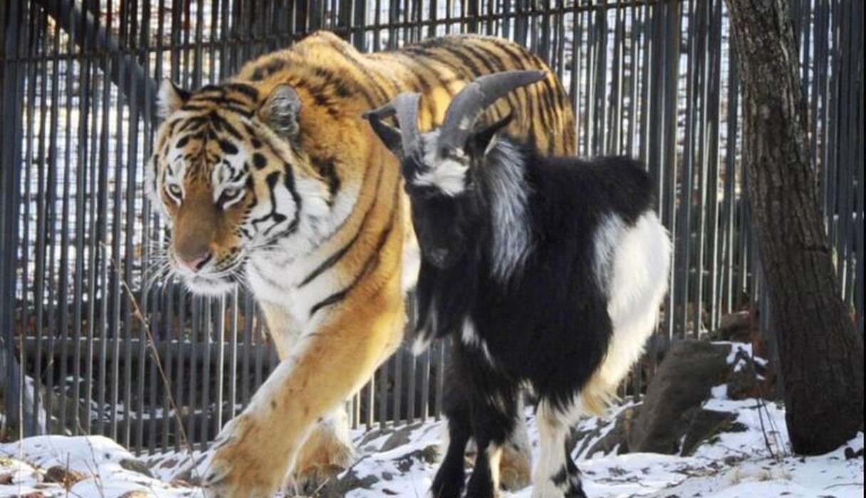 Goat Given To Tiger As Food Months Ago Is STILL His Friend - The Dodo