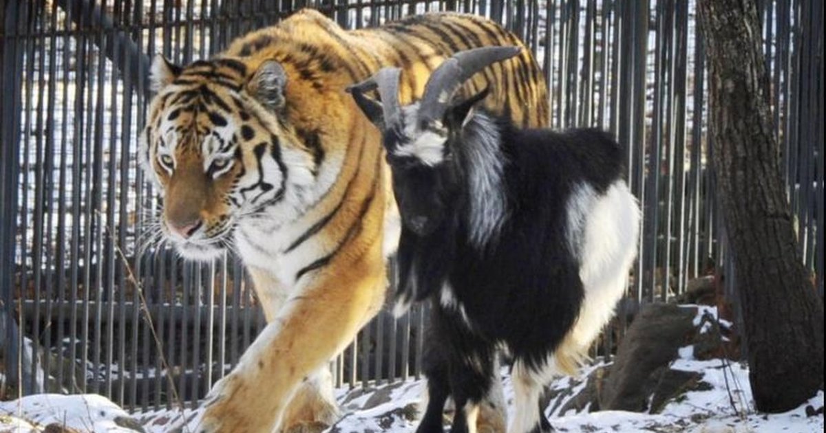 Goat Given To Tiger As Food Months Ago Is STILL His Friend The Dodo