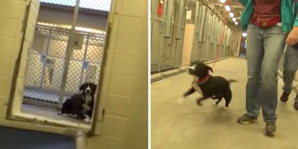 Shy Shelter Dog FLIPS OUT After Realizing He's Been Adopted The Dodo