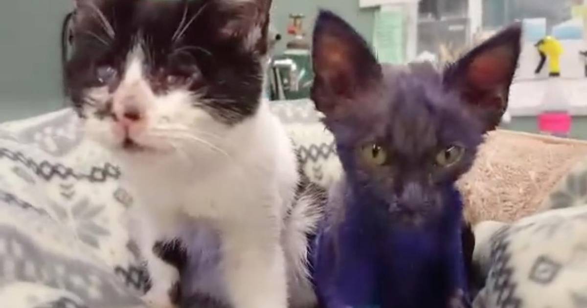Dyed cat named 'Smurf' that was likely used as chew toy recovering