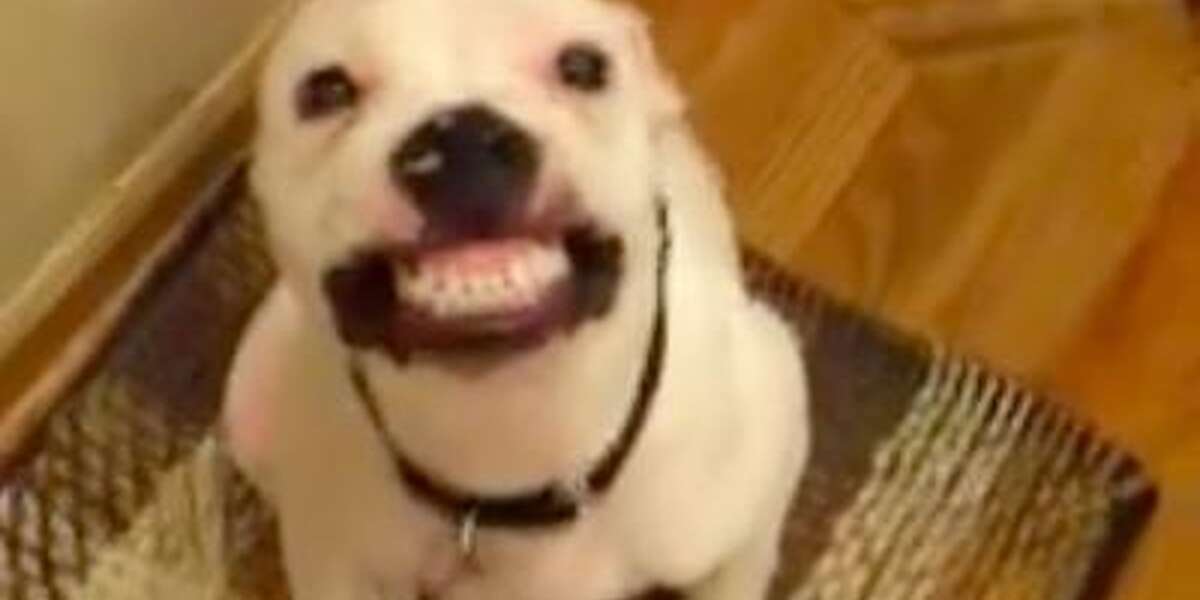 Owner Says 'Say Cheese' ... But Is This Dog Actually Smiling? - The Dodo