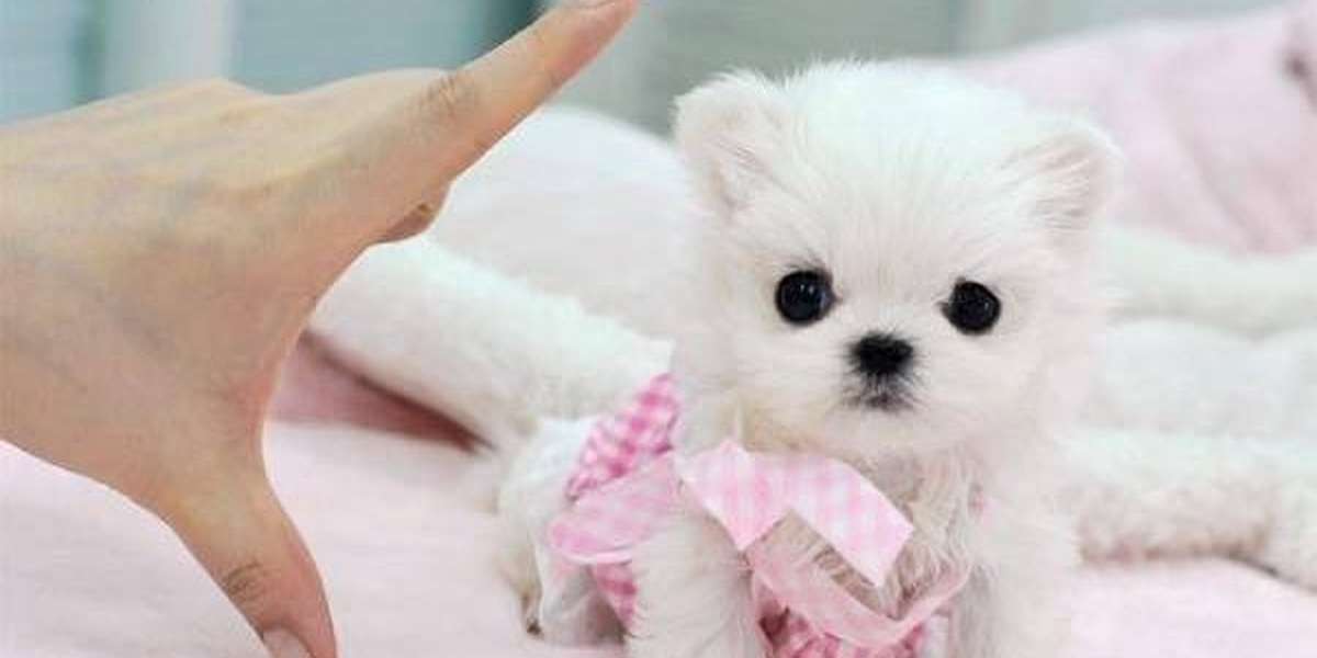 whats the smallest teacup dog