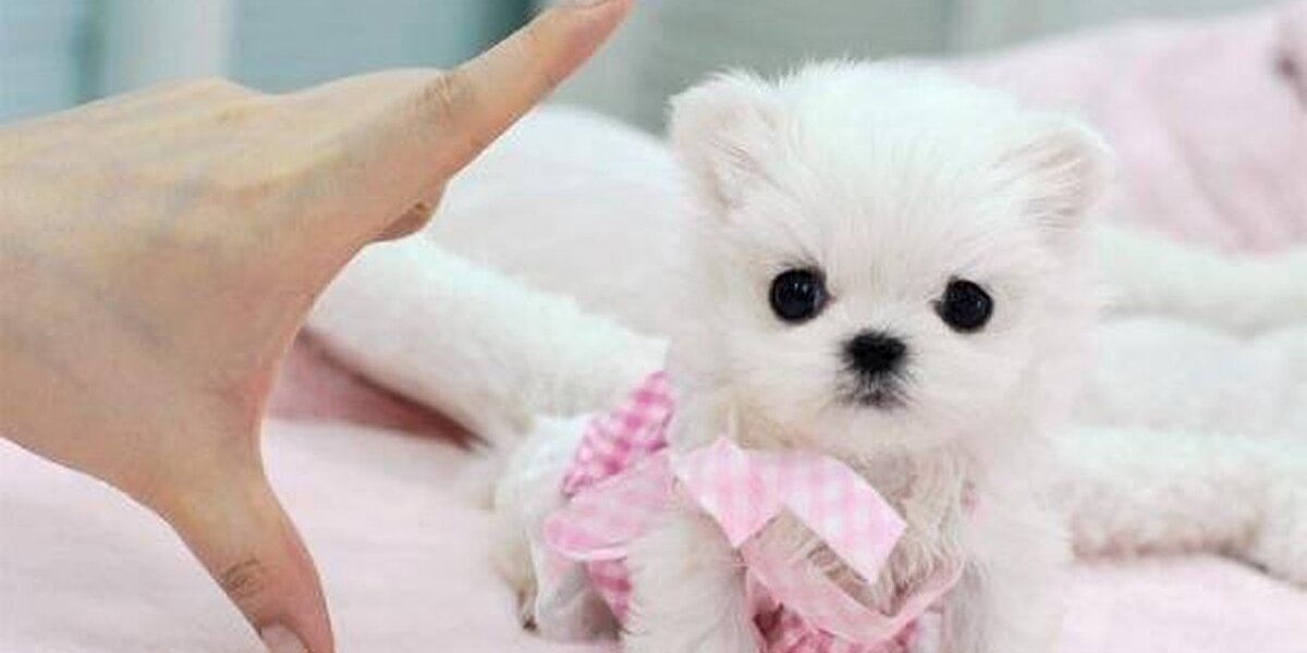 white teacup dog