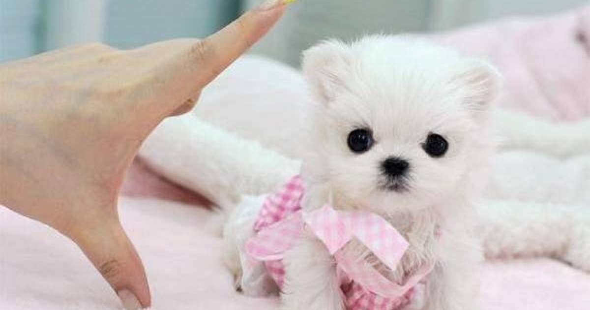 mini teacup puppy