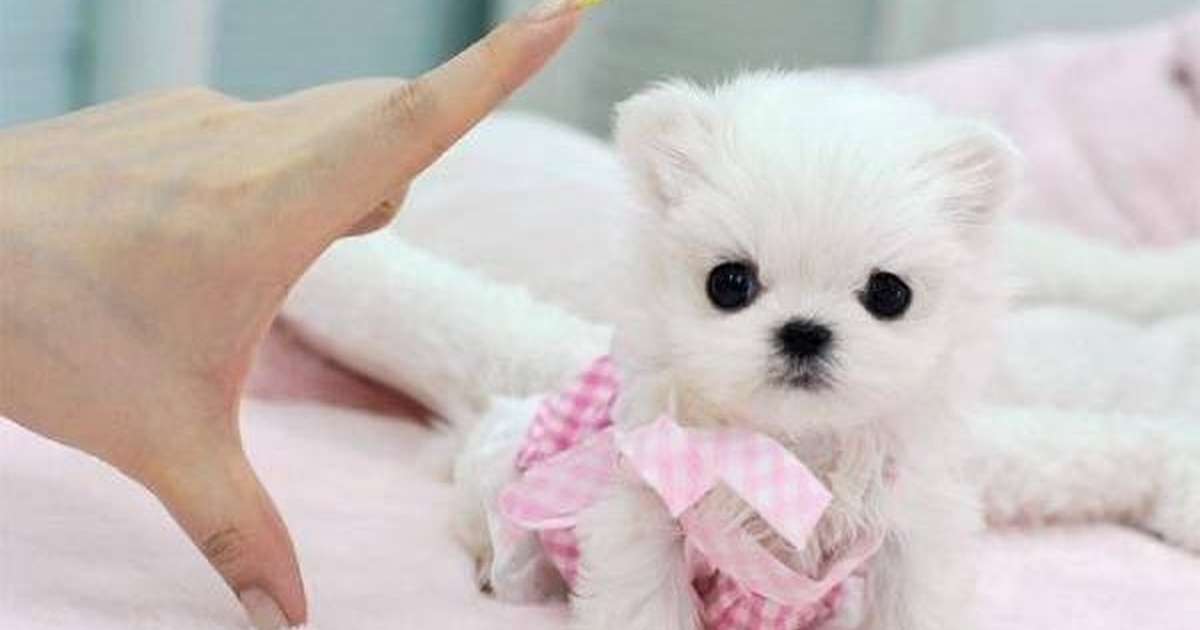 teacup small dog breeds